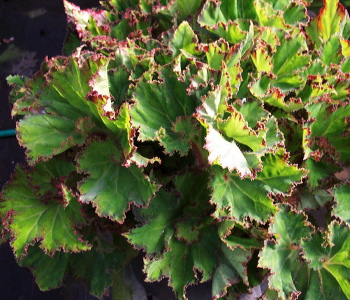 B. ‘River Nile’